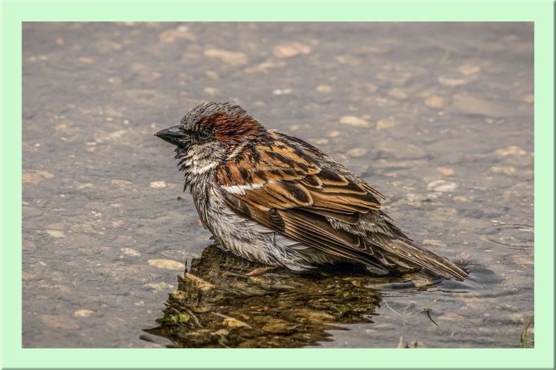 Haussperling Männchen beim Baden